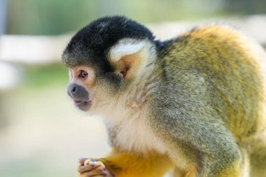 Yeşil arka planı olan küçük bir maymunun yakın çekimi.