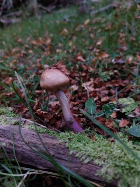 Kuru bitkilerdeki mantarın yakın çekimi.