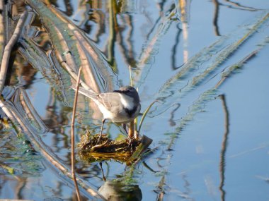 Suda seçici bir kuş.