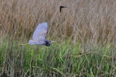 Uçan gri balıkçıl için seçici bir odak noktası.