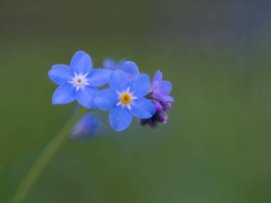 Çiçek açan mavi akrep otlarının seçici odak noktası.