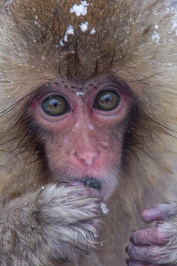 Kafasında az kar olan bir Japon kar maymunu portresinin yakın çekimi.