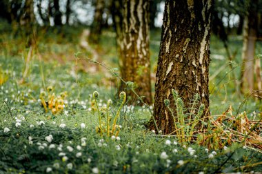Ormanda yetişen ağaçların ve kır çiçeklerinin güzel manzarası.