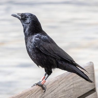Paris, Fransa 'da ahşap bir çite tünemiş siyah bir karganın yakın plan çekimi.