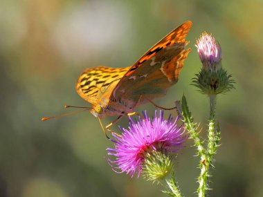 Pembe bir çiçeğin üzerinde oturan sarı bir kelebeğin yakın çekimi.