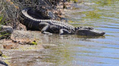 Parkta suya giren korkunç bir timsah.