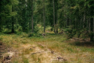 Yeşil çam ağaçları olan orman. Karadağ 'da yürüyüş.