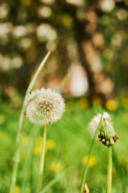 Sahada bir karahindiba iğnesi.
