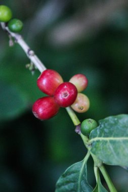 Bir dalda seçici bir kahve.