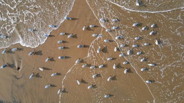Gün boyunca bir grup martının plajdaki en iyi görüntüsü.