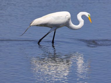 Sudaki beyaz bir vincin yakın çekimi.