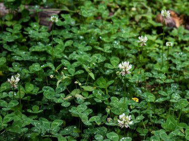 Beyaz papatya çayı ve yeşil yapraklarla çevrili küçük sarı çiçekler.