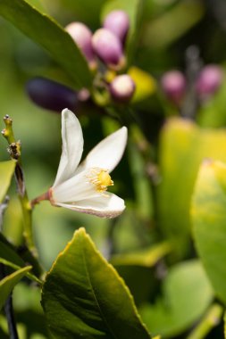 Limon ağacında açan beyaz bir çiçeğin dikey yakın çekimi.