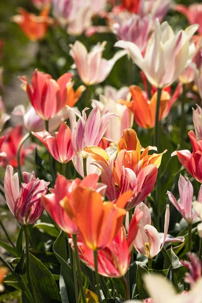 Plan Vertical Fleurs Tulipes Colorées Rose Vif Pleine Floraison Dans — Photo