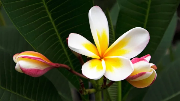 Closeup Bright Flower Park — Stock Photo, Image