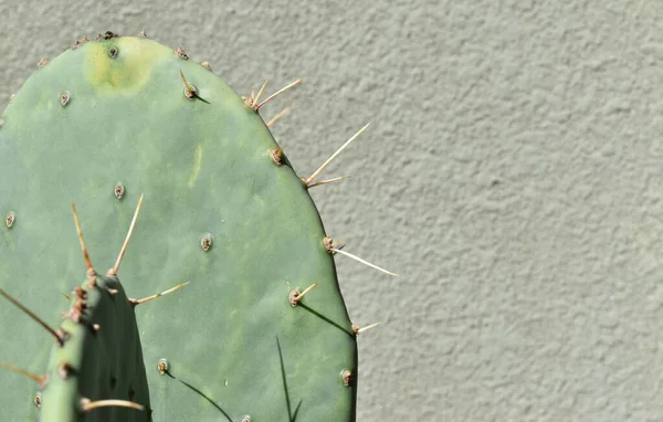 Kaktusy Pod Słońcem Ścianą Tle — Zdjęcie stockowe