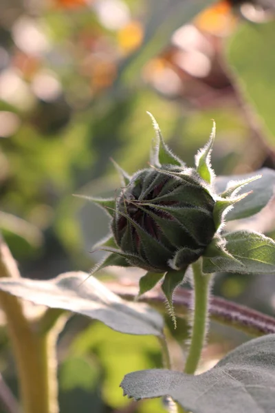 Vertical Closeup Shot Green Sunflower Bud Field — Stock Photo, Image