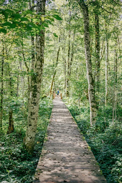 Vertical Shot Pathway Surrounded Green Trees Plants Sunny Day Montenegro — Stock Photo, Image