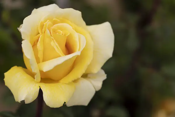 Eine Nahaufnahme Von Details Auf Einer Blühenden Gelben Rose — Stockfoto