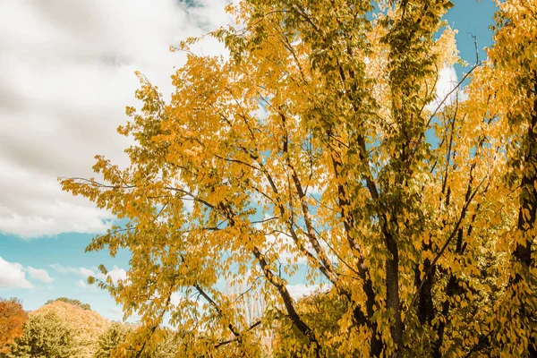Ein Malerischer Blick Auf Bäume Mit Bunten Blättern Herbst Bewölkten — Stockfoto
