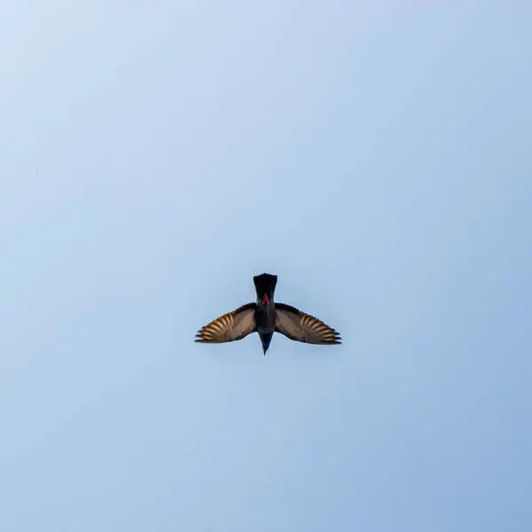 Een Lage Hoek Van Een Passerine Een Vlucht Tegen Een — Stockfoto