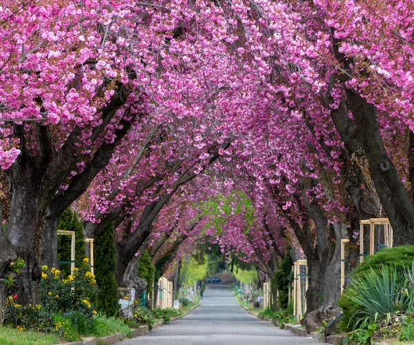 Beautiful View Long Alley Blooming Sakura Trees — Foto de Stock