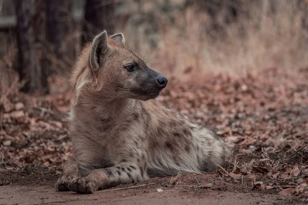 Een Puppy Hyena Liggend Grond Een Wildreservaat Afrika — Stockfoto