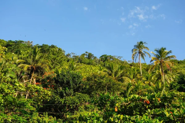 Svěží Zelený Tropický Deštný Prales Brazílii Modrá Obloha Pozadí — Stock fotografie