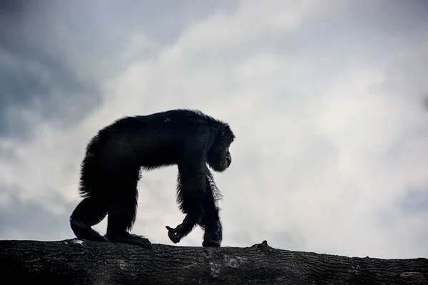 Uma Bela Foto Chimpanzé Andando Campo Com Nuvens Fundo — Fotografia de Stock