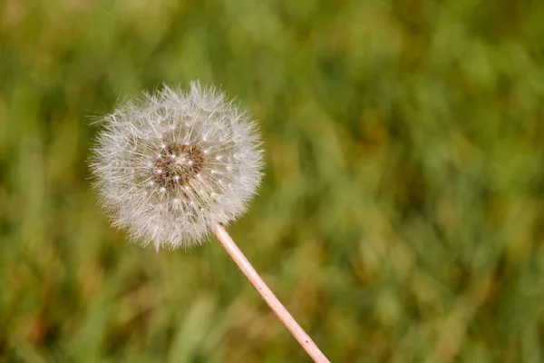 Closeup Dandelion Green Background Shallow Focus — Stock Photo, Image