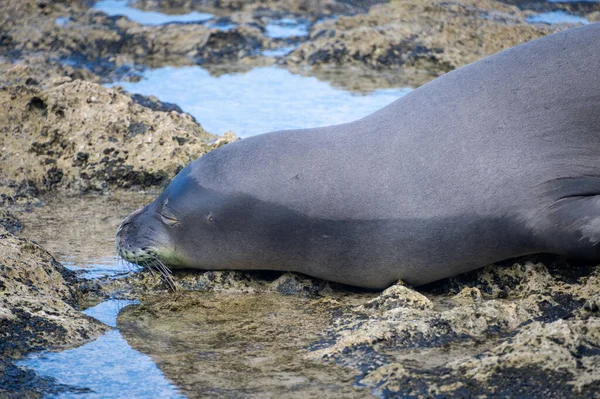 Closeup Shot Monk Seal Kaena Point Hawaii — Stock Photo, Image