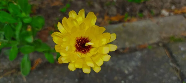 yellow brown flower infront of stone