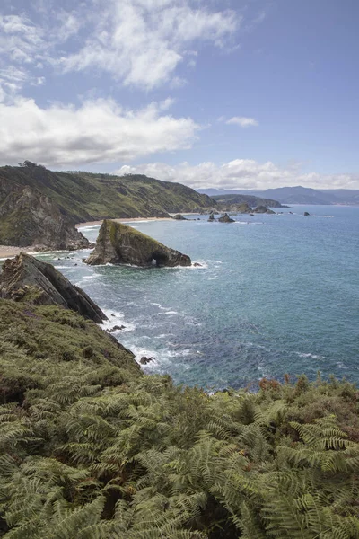 Cantabric Sea Some Plants Foreground Loiba Cliffs Galician Coast Spain — 스톡 사진