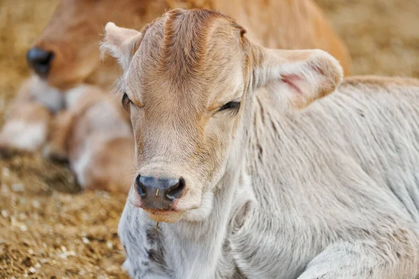 農村部の農場生活の牧草地の休息の概念で愛らしい子牛 — ストック写真