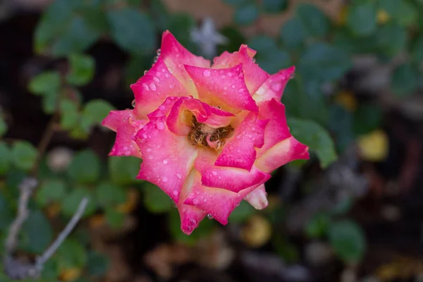 Крупный План Деталей Цветущей Розовой Розе — стоковое фото