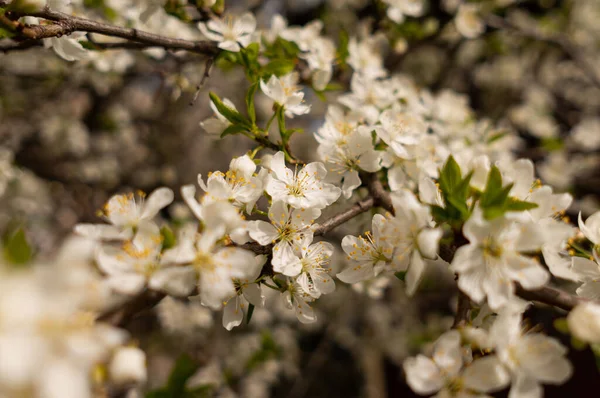 Primer Plano Flores Cerezo Árbol —  Fotos de Stock