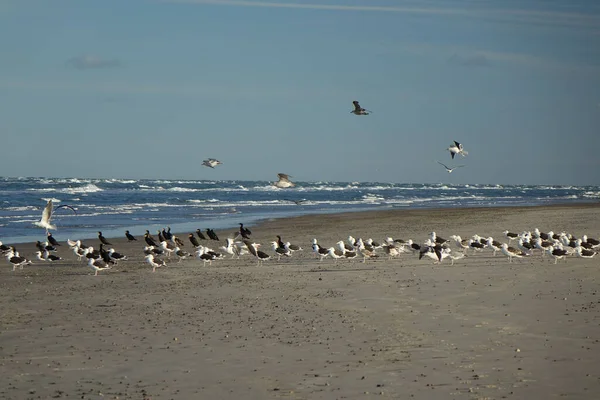 Beau Cliché Nombreux Mouettes Sur Une Plage Pendant Journée — Photo