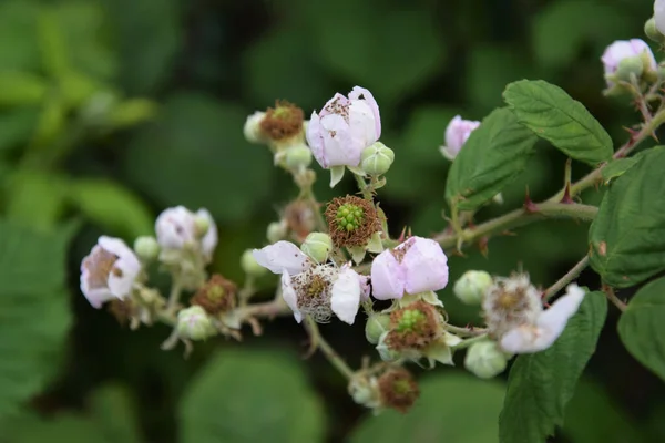 Egy Közeli Felvétel Egy Rubus Fruticosus Növényről Kertben — Stock Fotó
