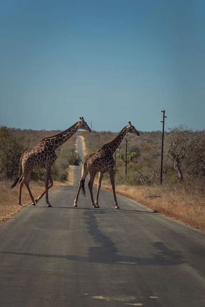 Nahaufnahme Von Zwei Giraffen Die Auf Der Safari Die Straße — Stockfoto