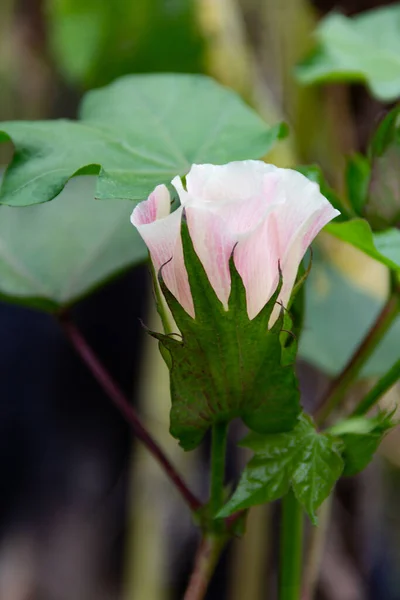 Gele Roze Bloemen Katoenplant Zomer — Stockfoto