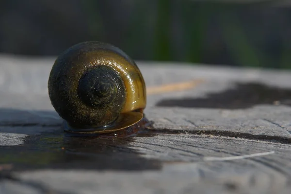 Macro Shot Snail Tree Stump — Stock Photo, Image