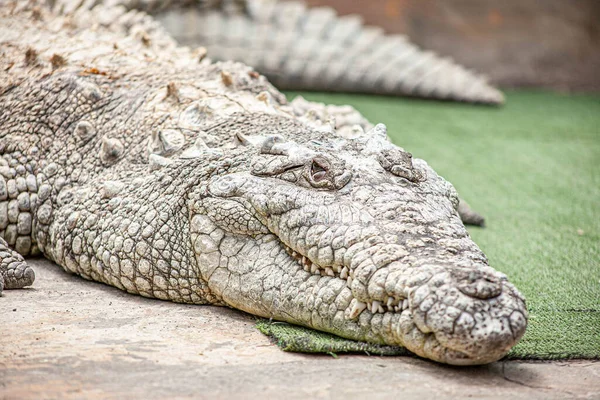 Arkaplanı bulanık büyük bir timsahın portresi.