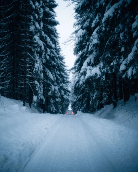 Piękny Widok Pokryte Śniegiem Drzewa Lesie — Zdjęcie stockowe