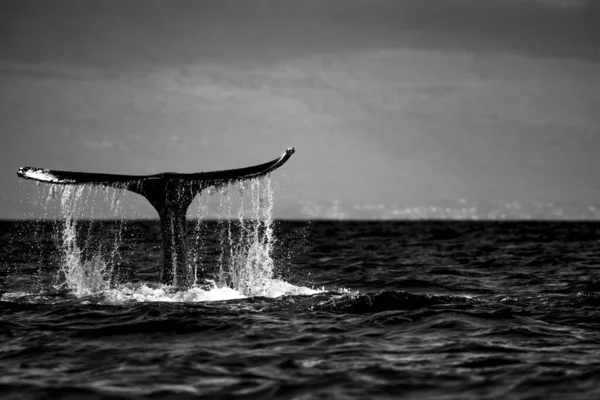 Grayscale Shot Humpback Whale Maui Usa Jumping Water Gray Sky — Stock Photo, Image