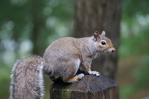 Nahaufnahme Eines Eichhörnchens Mit Langem Schwanz Das Auf Einem Rüssel — Stockfoto
