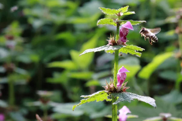 Closeup Bee Approaching Spotted Dead Nettle Flower Garden Blurry Background — Stock Photo, Image