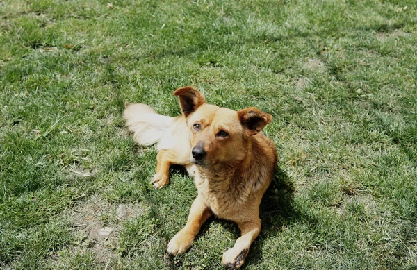 Kopfschuss Eines Kleinen Braunen Hundes Der Mit Gebrochenem Fuß Gras — Stockfoto