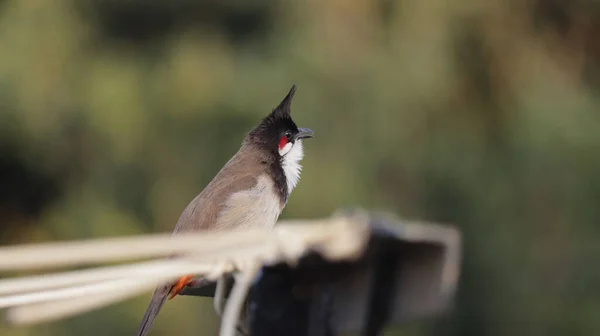 Tiro Perto Bulbul Vermelho Whiskered Empoleirado Fio — Fotografia de Stock