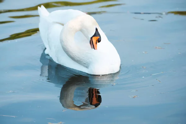 Cisne Branco Batendo Asas Rio Moselle Alemanha Aves Aquáticas Animais — Fotografia de Stock