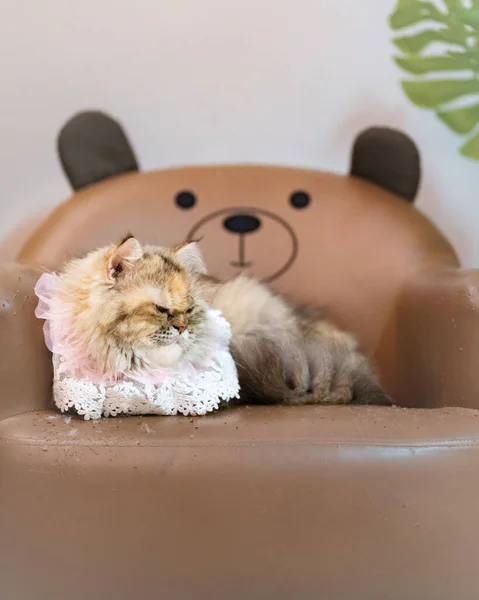 Sevimli Pofuduk Bir Kedinin Kanepede Uzanmış Tatminsiz Bir Yüzü — Stok fotoğraf